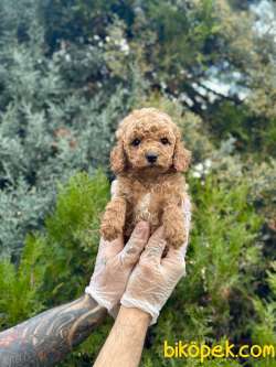 Teddy Face Toy Poodle 2