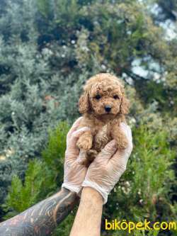 Teddy Face Toy Poodle 3