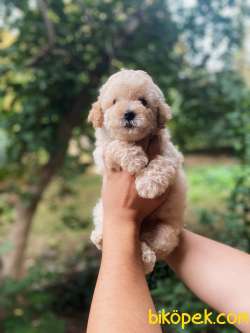 Teddy Face Toy Poodle Yavrular 2