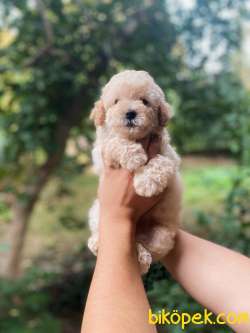 Teddy Face Toy Poodle Yavrular 3