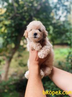 Teddy Face Toy Poodle Yavrular 1