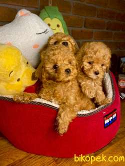 Teddy Face Toy Poodle Yavrularimiz 2
