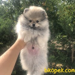 TEDDY FACE WC EGITIMLI POMERANIAN BOO YAVRULAR 1