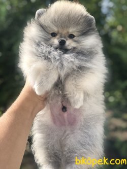 TEDDY FACE WC EGITIMLI POMERANIAN BOO YAVRULAR 3