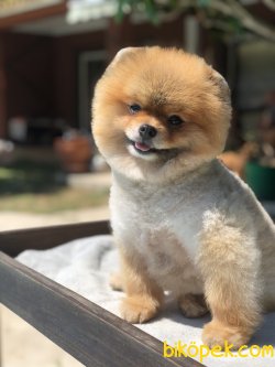 TEDDY FACE YETISKIN POMERANIAN BOO 1