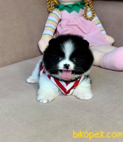 Teddy Gülen Surat Boo Pomeranian Yavrular 1