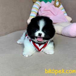 Teddy Gülen Surat Boo Pomeranian Yavrular 3
