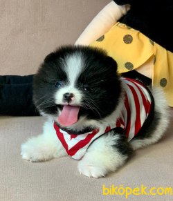 Teddy Gülen Surat Boo Pomeranian Yavrular 2
