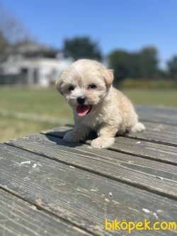 Teddy Maltipoo Bebeklerimiz 1