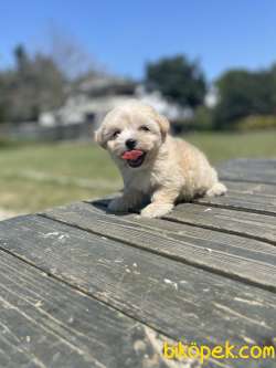 Teddy Maltipoo Bebeklerimiz 5