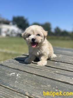 Teddy Maltipoo Bebeklerimiz 3
