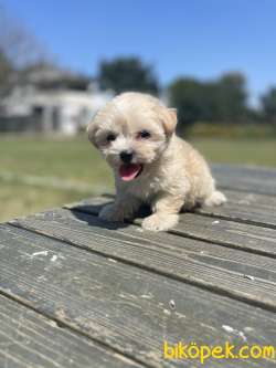 Teddy Maltipoo Bebeklerimiz 4