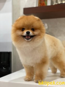 Teddy Oglumuz 2