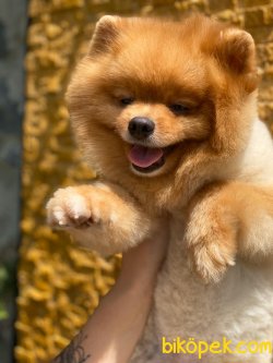 TEDDY POMERANİAN BOO 3
