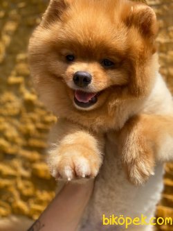 TEDDY POMERANİAN BOO 2