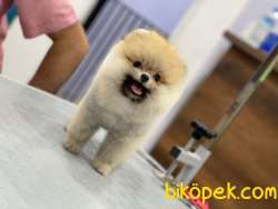 TEDDY POMERANİAN BOO 2