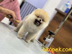 TEDDY POMERANİAN BOO 3