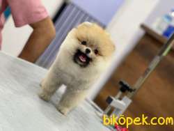 TEDDY POMERANİAN BOO 1