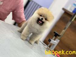 TEDDY POMERANİAN BOO 4