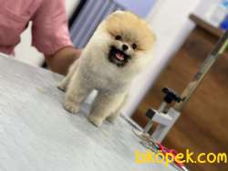 TEDDY POMERANİAN BOO 5