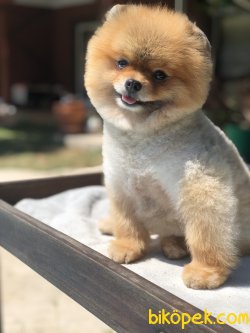 TEDDY POMERANIAN BOO YETISKIN 3