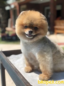 TEDDY POMERANIAN BOO YETISKIN 1