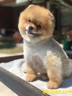 TEDDY POMERANIAN BOO YETISKIN 2
