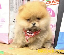 Teddy Pomerian Boo 2