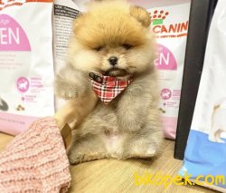 Teddy Pomerian Boo 1