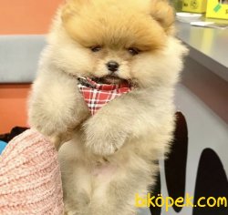 Teddy Pomerian Boo 3