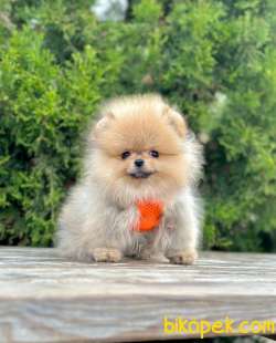 Teddy Surat Ayicik Pomeranian Boo Bebekler 3