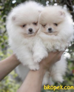 Teddy Surat Boo Pomeranian Yavrular 2