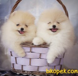 Teddy Surat Boo Pomeranian Yavrular 1