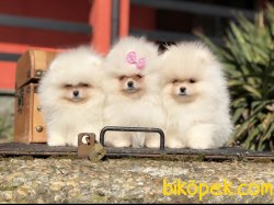 Teddy Surat Boo Pomeranian Yavrular 1