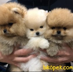 Teddy Surat Boo Pomeranian Yavrular 2