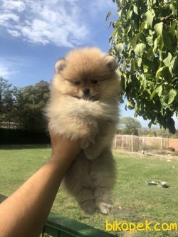 TEDDY SURAT POMERANIAN BOO YAVRULARIMIZ 2