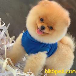 TEDDY SURAT POMERANİAN OĞLUMUZ 1