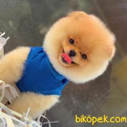 TEDDY SURAT POMERANİAN OĞLUMUZ 2