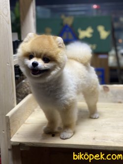 Teddy Suratlı Pomeranian Boo Ayı Kafa Köpeklerimiz 2