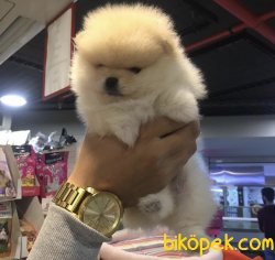 Teddy Yavrularımız 2