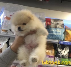 Teddy Yavrularımız 3