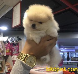 Teddy Yavrularımız 1