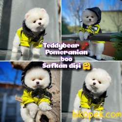 Teddybear Ayı Surat Pomeranian Boo Kızımız Rossy / Yavrupatiler 1