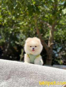 Teddybear Erkek Pomeranian Yavrum 2