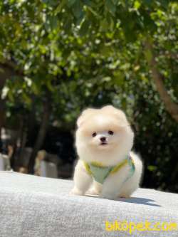 Teddybear Erkek Pomeranian Yavrum 3