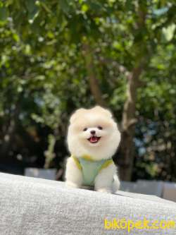 Teddybear Erkek Pomeranian Yavrum