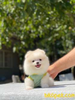 Teddybear Erkek Pomeranian Yavrum 4