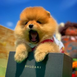 Teddybear Face Pomeranian Mı Arıyorsunuz 3
