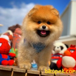 Teddybear Face Pomeranian Mı Arıyorsunuz 1