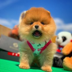 Teddybear Face Pomeranian Mı Arıyorsunuz 2